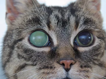 Cat Glaucoma: Signs, Causes, Diagnosis, Care & FAQ (Vet Answer)