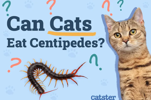 Can Cats Eat Centipedes? Vet-Verified Facts & Recommendations