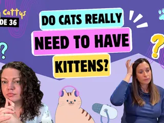 Chatting About Toxoplasmosis and Pregnancy, Litters of Kitties, and Surprise Smells | Chatty Cattys, Episode 36