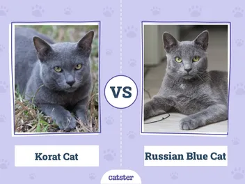 Korat Cat vs Russian Blue:  Vet-Verified Differences (With Pictures)