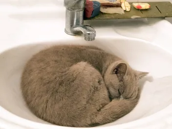 Why Do Cats Like to Sleep in Sinks? 5 Vet-Reviewed Reasons
