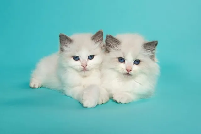 Ragdoll Kittens for Sale in Missouri: Breeders List 2026