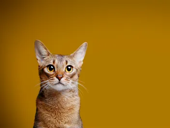 Art We Heart: We Talk to Pet Photographer Andy Stolarek