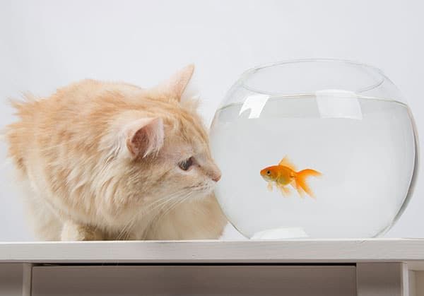 Pisces Cats: February & March Zodiac Personality Explained