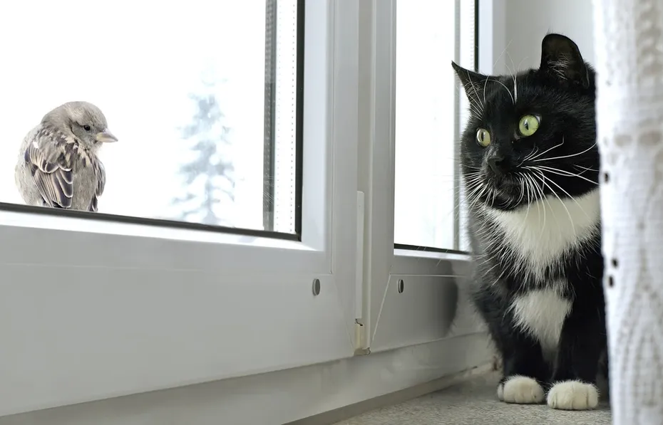 cat watching bird on the window