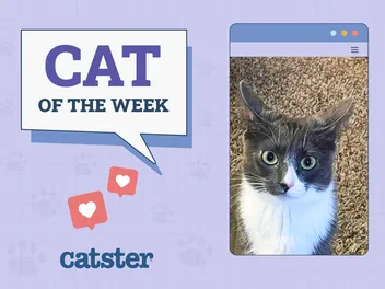 Catster Photo Contest: Cats of the Week Winners (November 27, 2025)