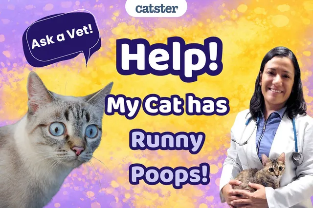 Ask Dr. Paola – Help! My Cat Has Runny Poops! (February 9, 2026)
