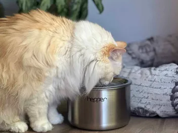 How Often Should You Change the Water in a Cat Water Fountain? Vet-Verified Facts & Care Tips