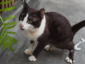 10 Surprising Facts About Cat Urination (Vet-Verified)