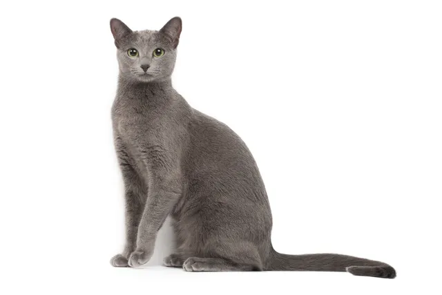 Russian Blue Cat Breed: Info, Pictures, Temperament & More