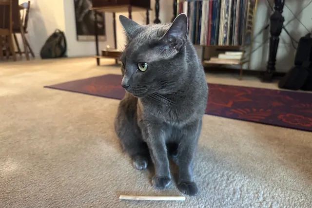 Putting Clothes on Cats: Why I Avoid It