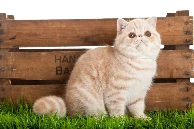 Exotic Shorthair Munchkin Cat Mix: Info, Pictures, Temperament & More