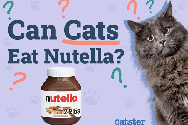 Can Cats Eat Nutella? Vet-Reviewed Health Risks & Safe Alternatives