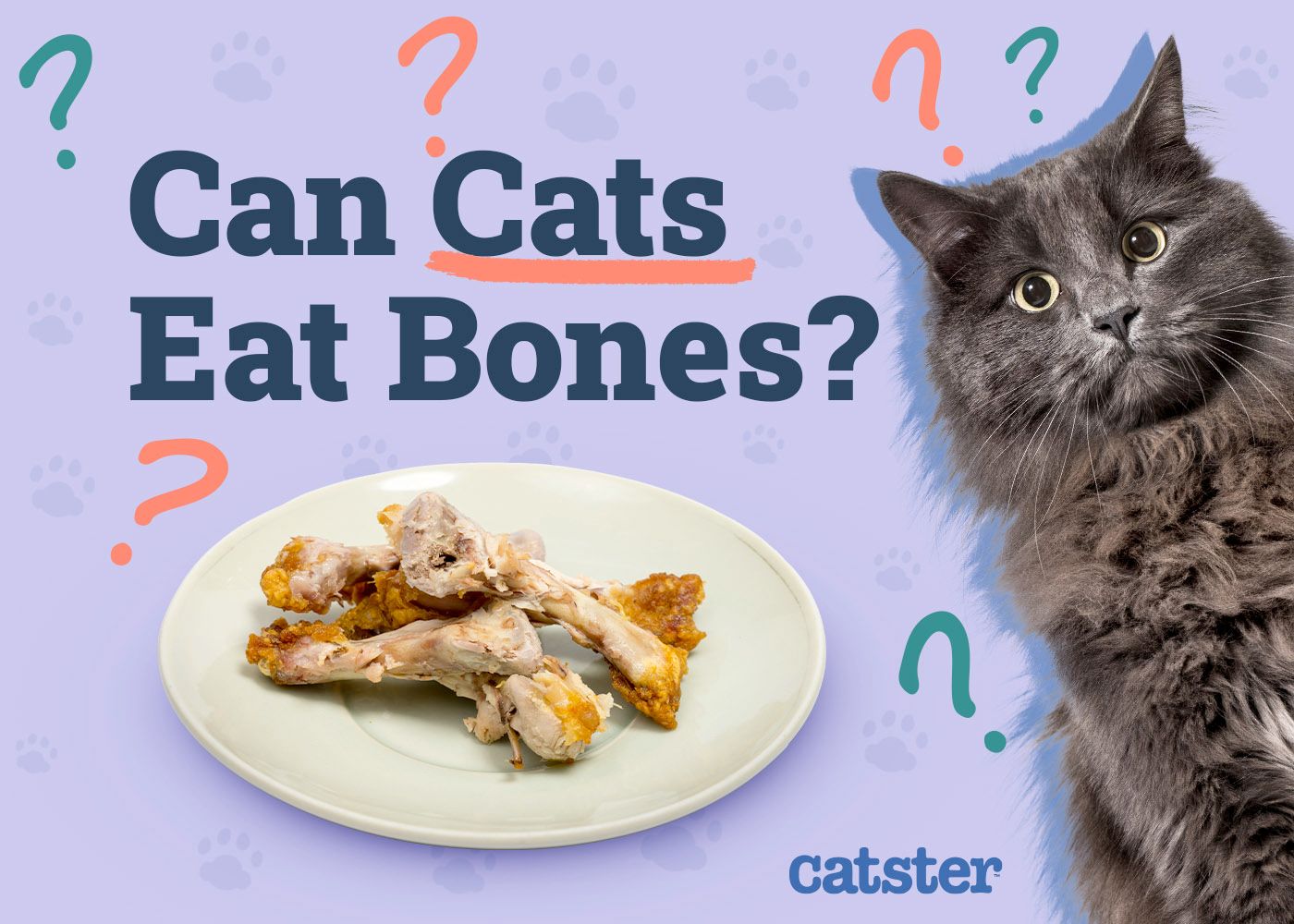 Can Cats Eat Bones? Vet-Approved Diet Facts & FAQ