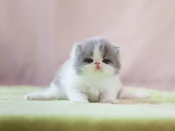 How Do I Save a Kitten: 5 Vet Approved Steps to Follow