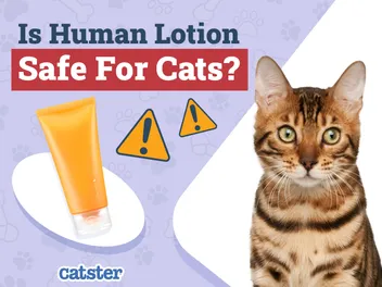 Is Human Lotion Safe for Cats? Vet-Reviewed Safety & Toxicity Explained