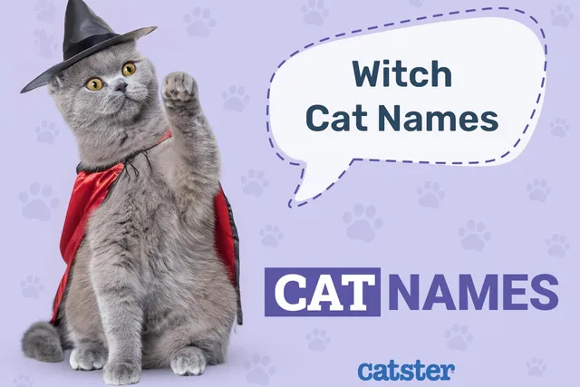 200+ Witch Cat Names: Great Ideas for Your Wiccan Cat