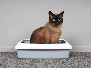 How Often Should a Cat Poop? Vet-Reviewed Facts to Know