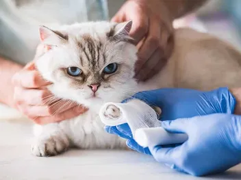 15 Hazards That Could Hurt or Kill Your Cat & How to Avoid Them (Vet Reviewed)