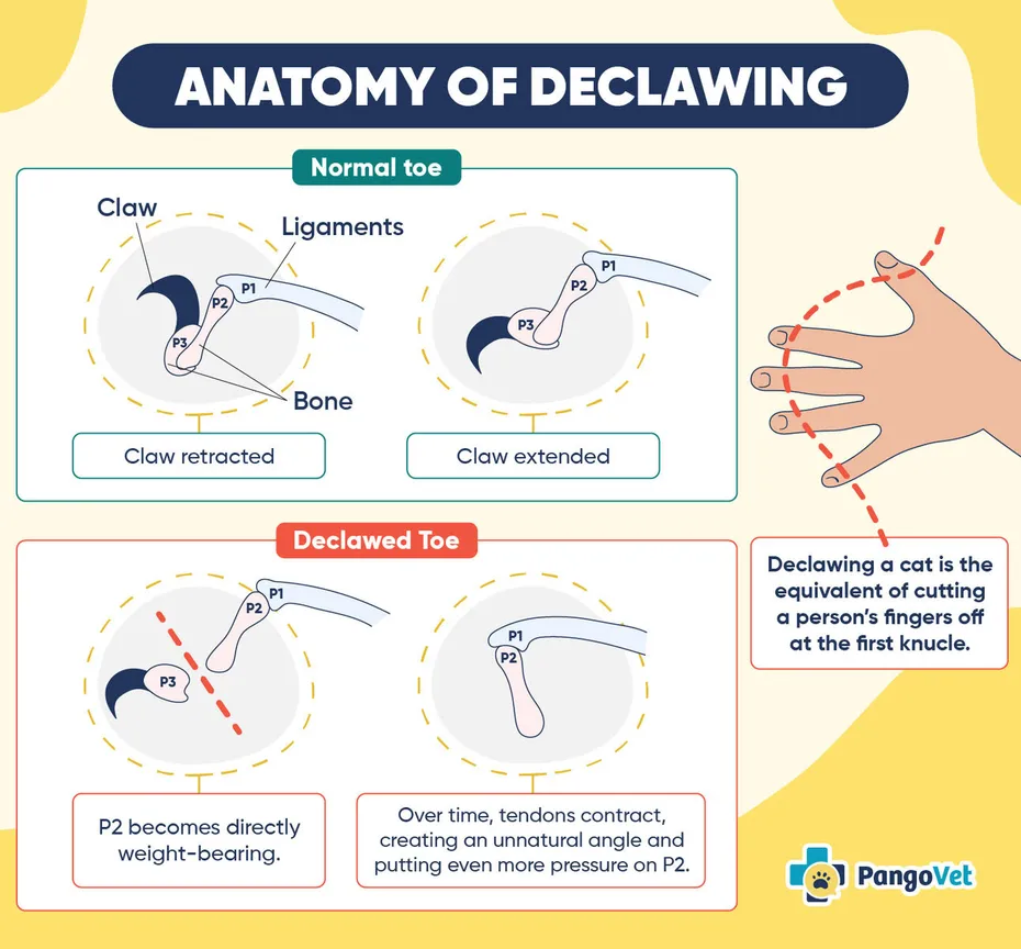 PangoVet_Anatomy-of-declawing-Infographic_v1-4_Apr-28-2025