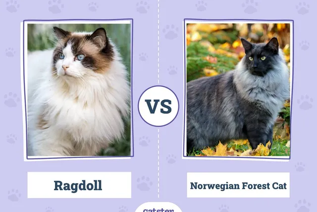 Ragdoll Cat vs. Norwegian Forest Cat: Main Differences (With Pictures, Vet-Reviewed)