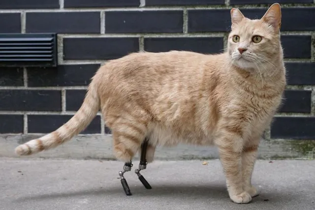 Prosthetics for Cats: Vet-Verified Info & Success Stories