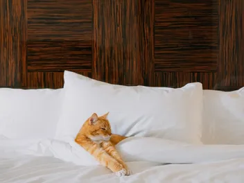 15 Pet-Friendly Hotels in Tallahassee, FL (2026 Update)