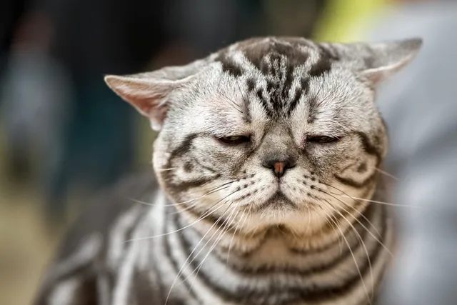 Do Cats Miss You When You’re Gone? Vet-Reviewed Facts on Feline Behavior