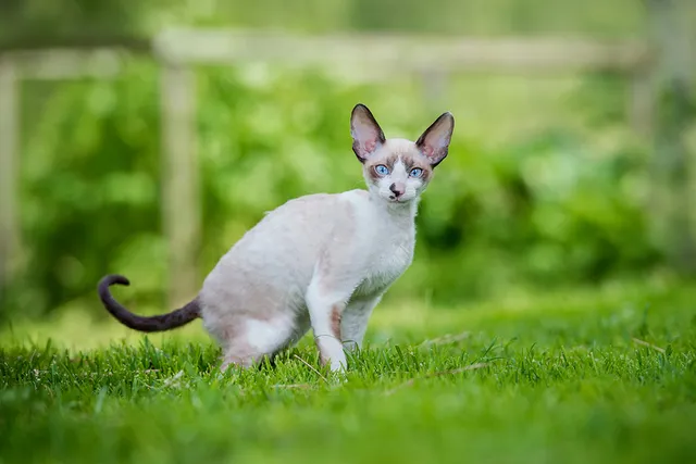 10 Cornish Rex Health Issues You Should Know (Vet Answer)