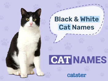 150+ Black and White Cat Names: Great Ideas for Your Tuxedo Cat