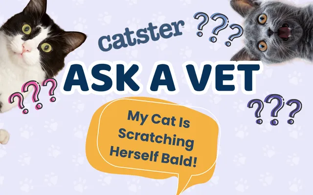 Ask Dr. Paola – HELP! My Cat Is Scratching Herself Bald! (September 21, 2026)