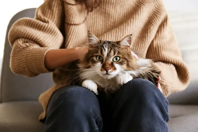 Do Cats Have Healing Powers? What the Research Says