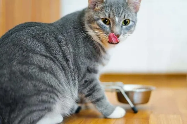 Why Does My Cat Lick Food But Not Eat? (Vet Answer)