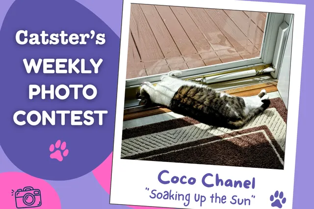 Catster’s Weekly Photo Contest Winners: Soaking Up the Sun (May 11, 2026)