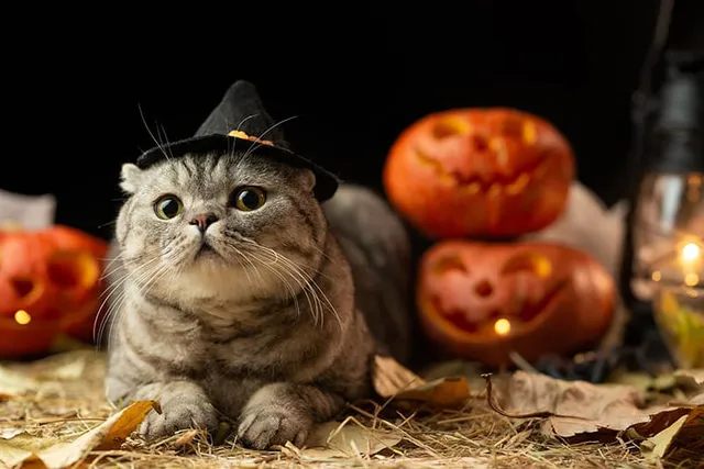 How Long Can Cats Wear Halloween Costumes For? Facts & Safety Tips