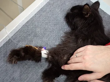 Should I Euthanize My Cat With Diabetes? Vet-Reviewed Facts & FAQ