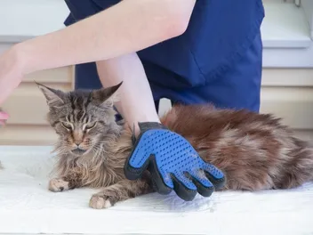 9 Best Cat Grooming Gloves in 2026 – Reviews & Top Picks
