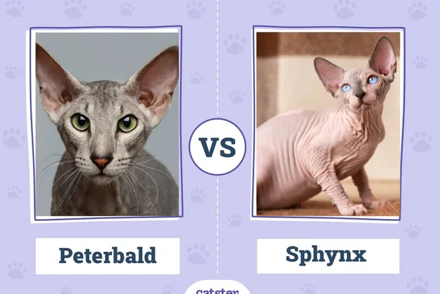 Peterbald vs Sphynx: Key Differences (With Pictures)