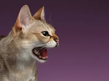 5 Expert Ways to Handle Aggressive Cats: Vet Approved Tips & Tricks