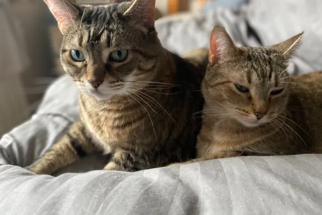 Is Your Cat an Old Soul? Feline Myths