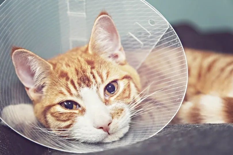 orange cat with veternairy cone