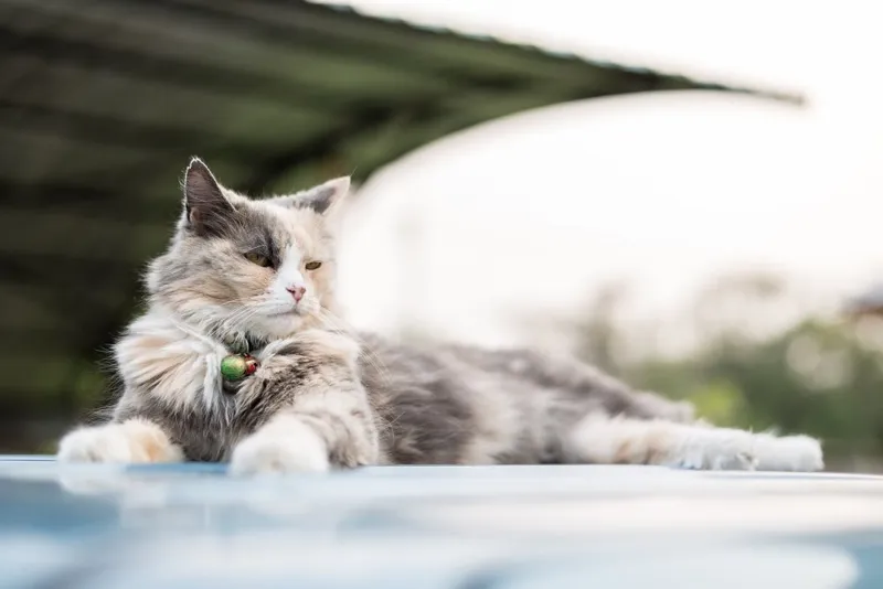 blue-cream and white norwegian forest cat lying on the roof