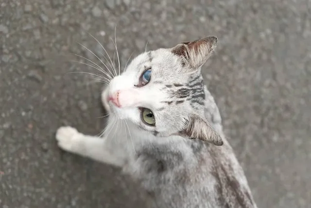 Keratitis in Cats: Causes, Diagnosis & Treatments (Vet Answer)