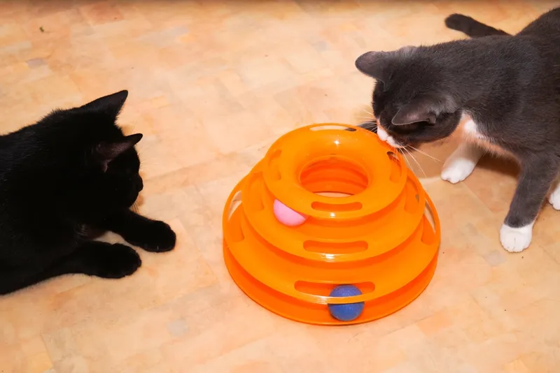 cats playing with the interactive toy