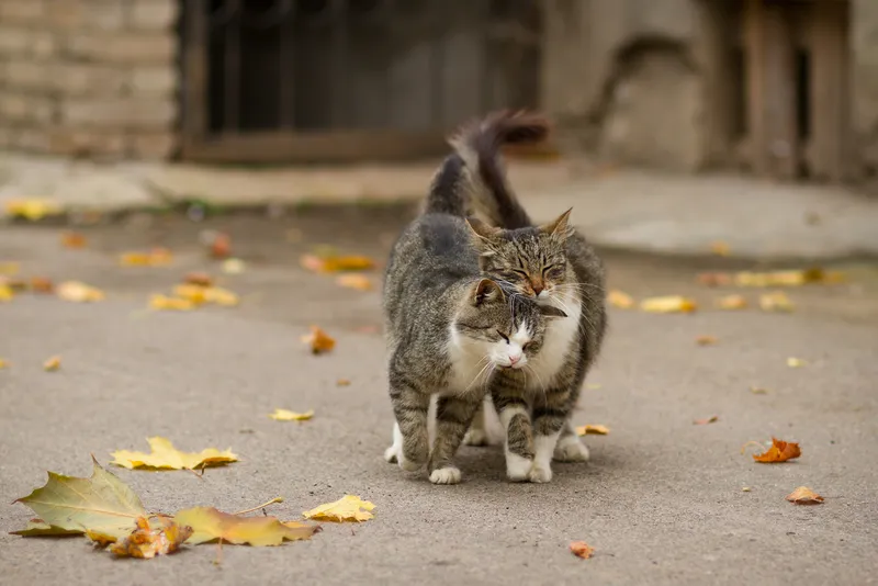 two cats walking lovingly outdoors
