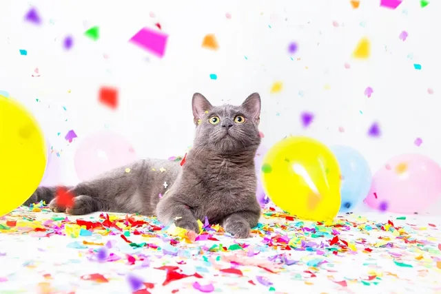 How to Celebrate Your Cat: 5 Great Party Ideas