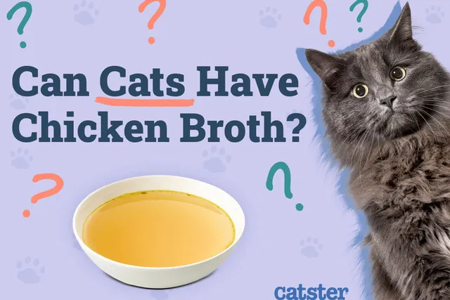 Can Cats Have Chicken Broth? Vet Reviewed Facts