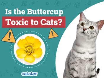 Is the Buttercup Toxic to Cats? Vet-Approved Facts & FAQ