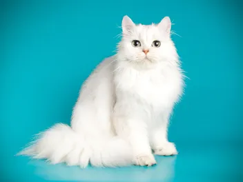 Persian Cat Breed: Info, Pictures, Temperament, Traits & More