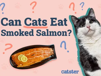 Can Cats Eat Smoked Salmon? Vet-Reviewed Facts & FAQ